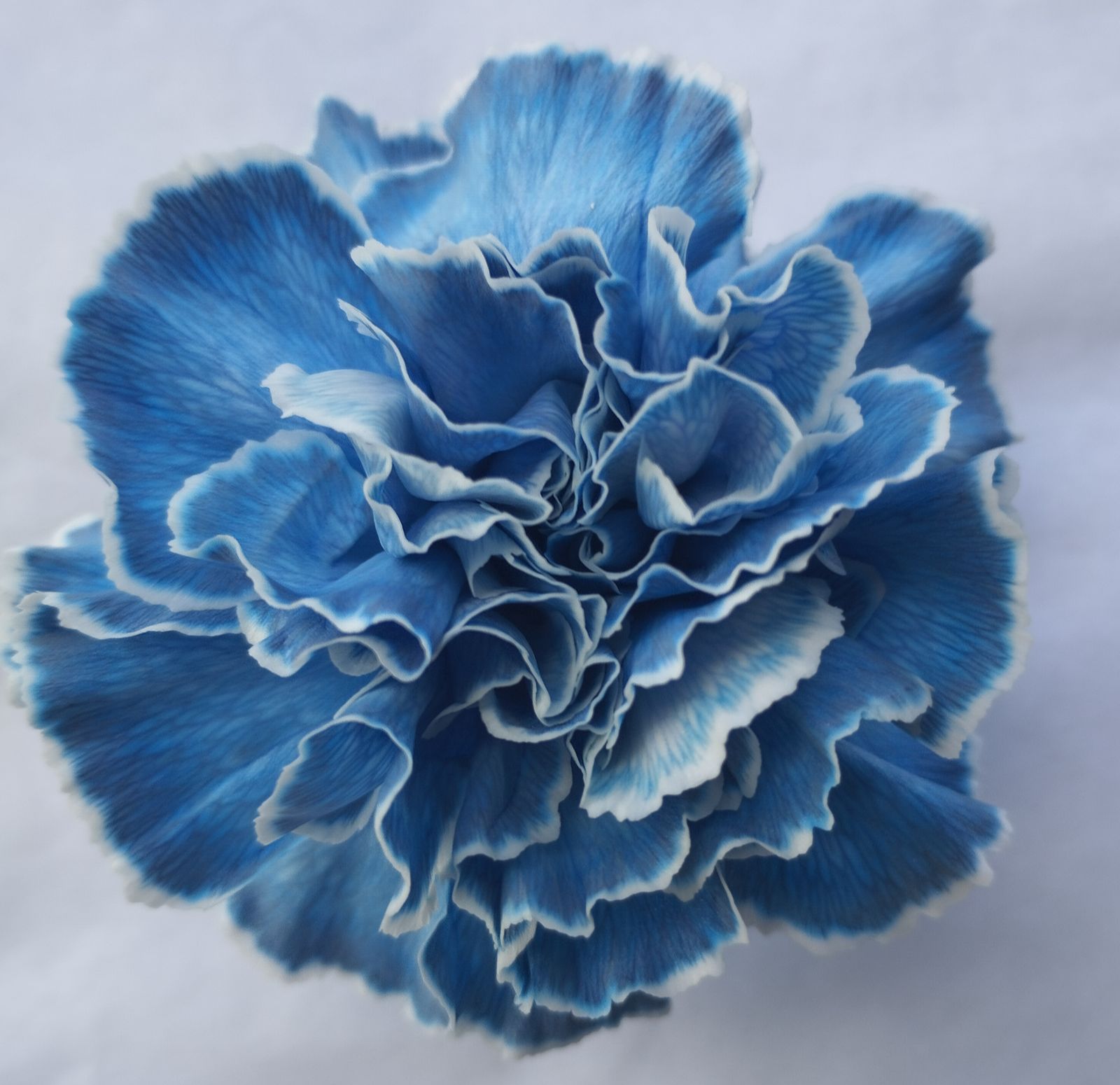 Carnation tinted dark blue bunny