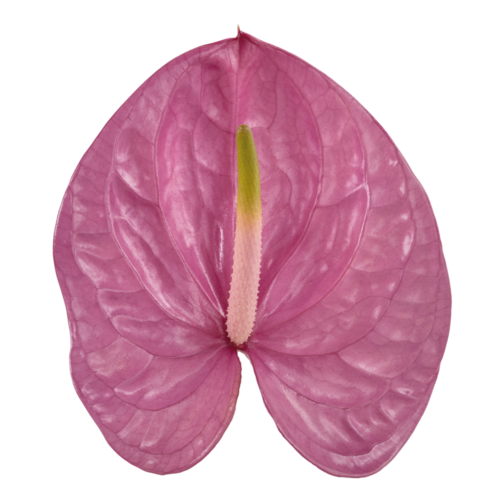 Anthurium kaleo