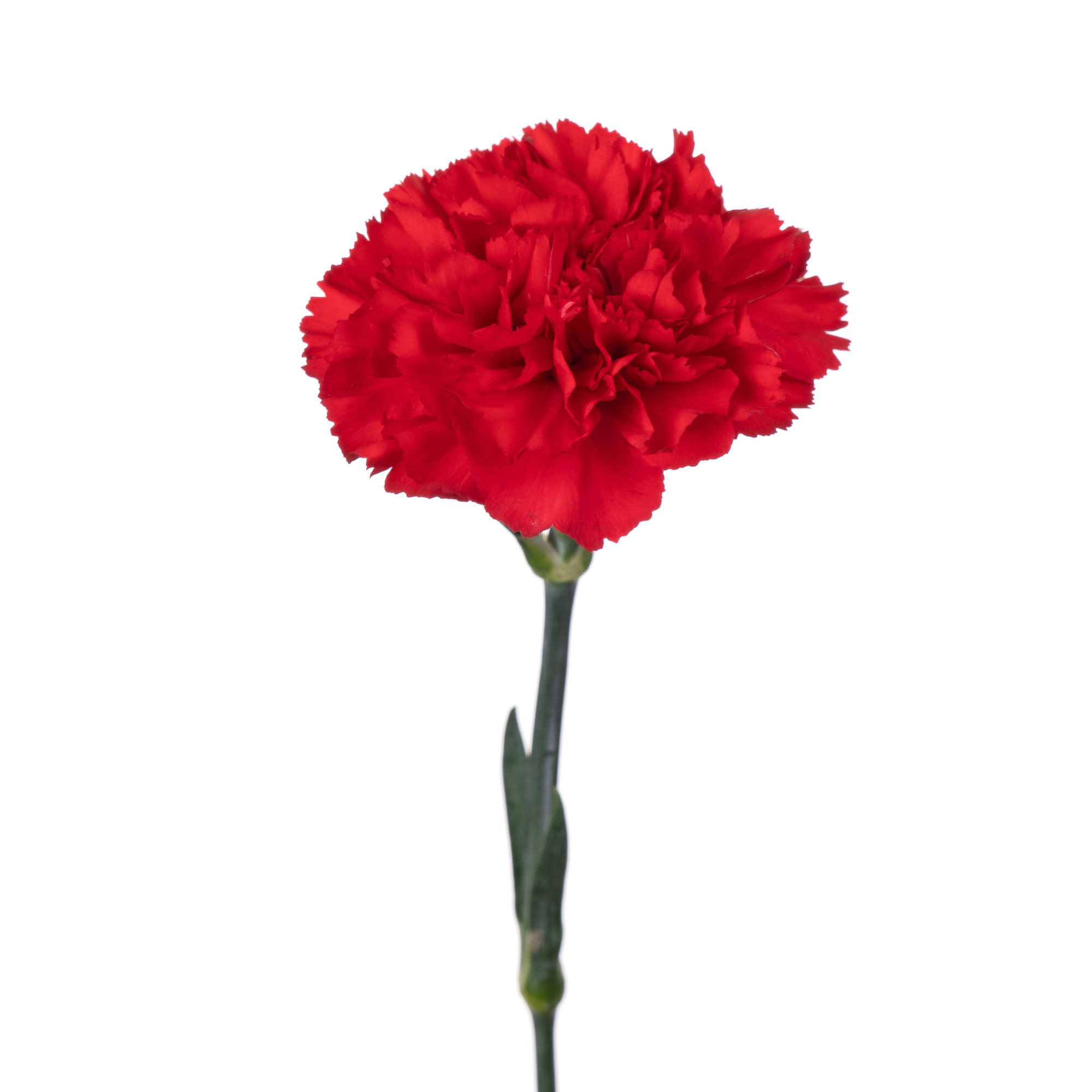 Carnation don pedro