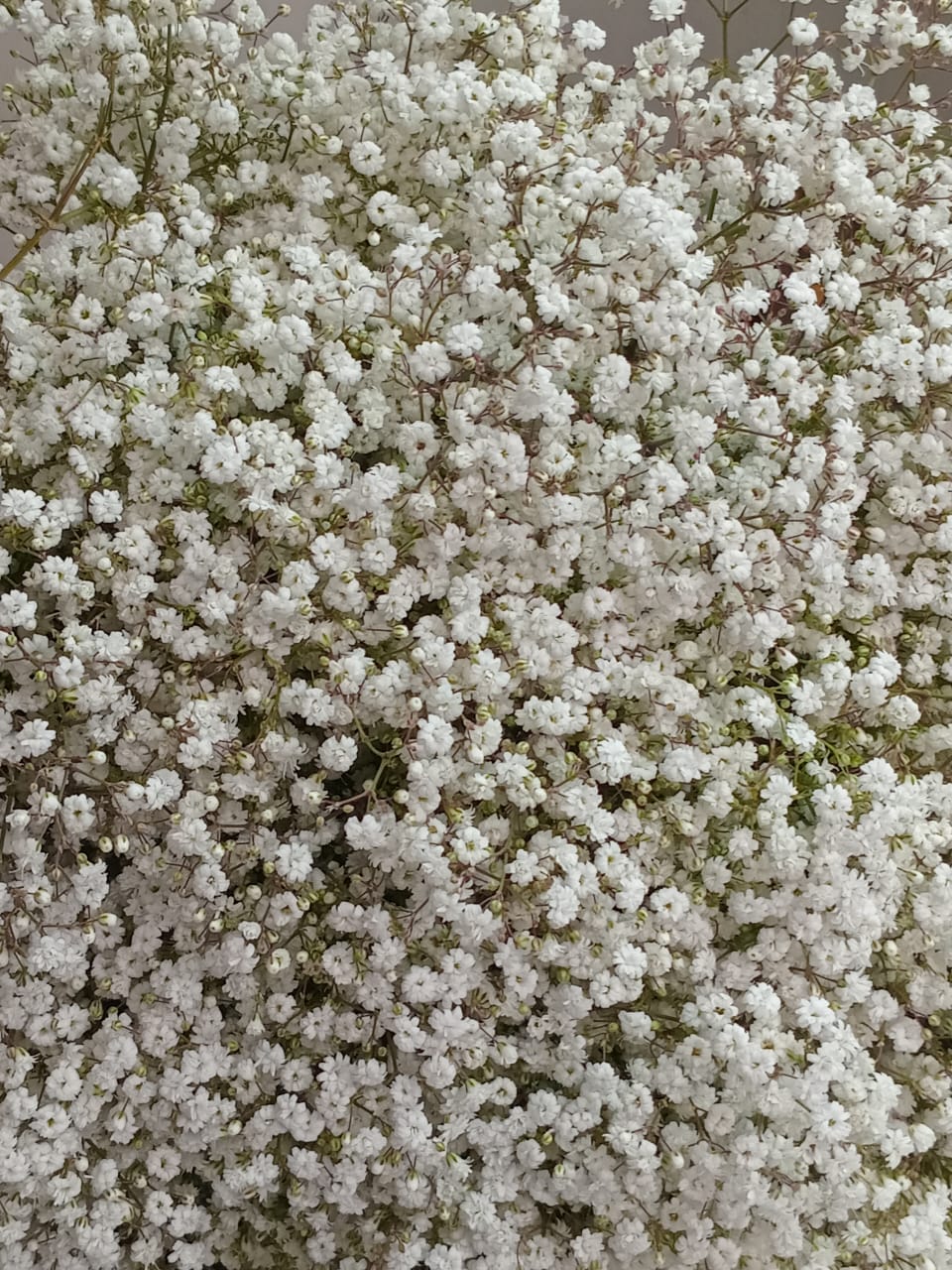 Gypsophila mini blossoms