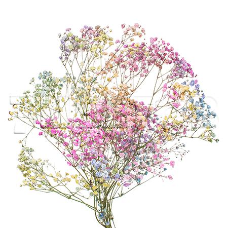 Gypsophila vrf rainbow