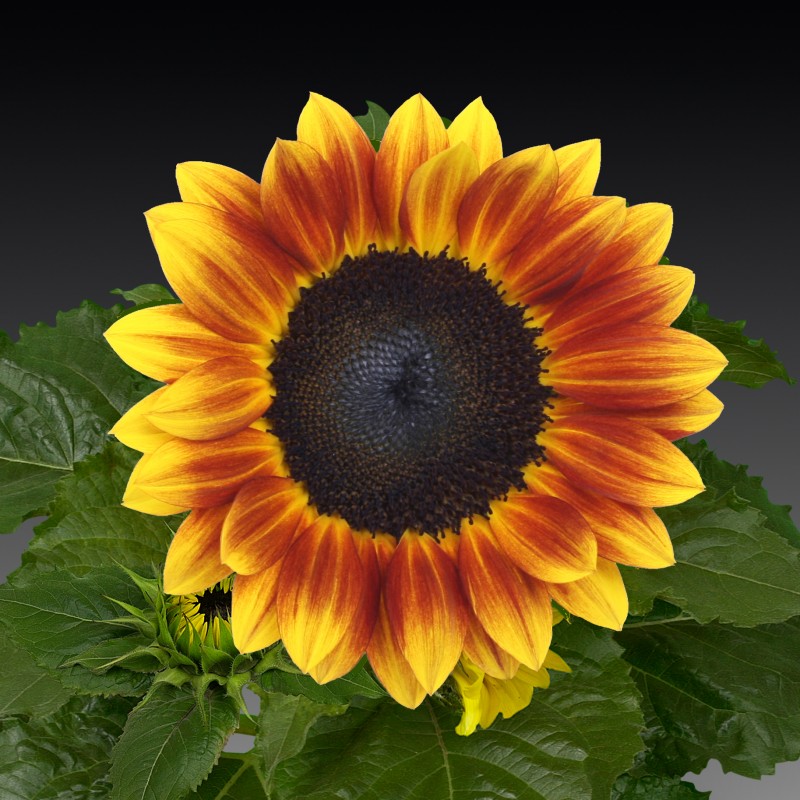 Helianthus flame