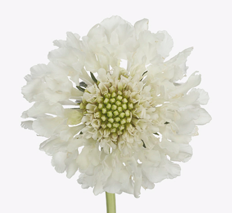 Scabiosa french vanilla