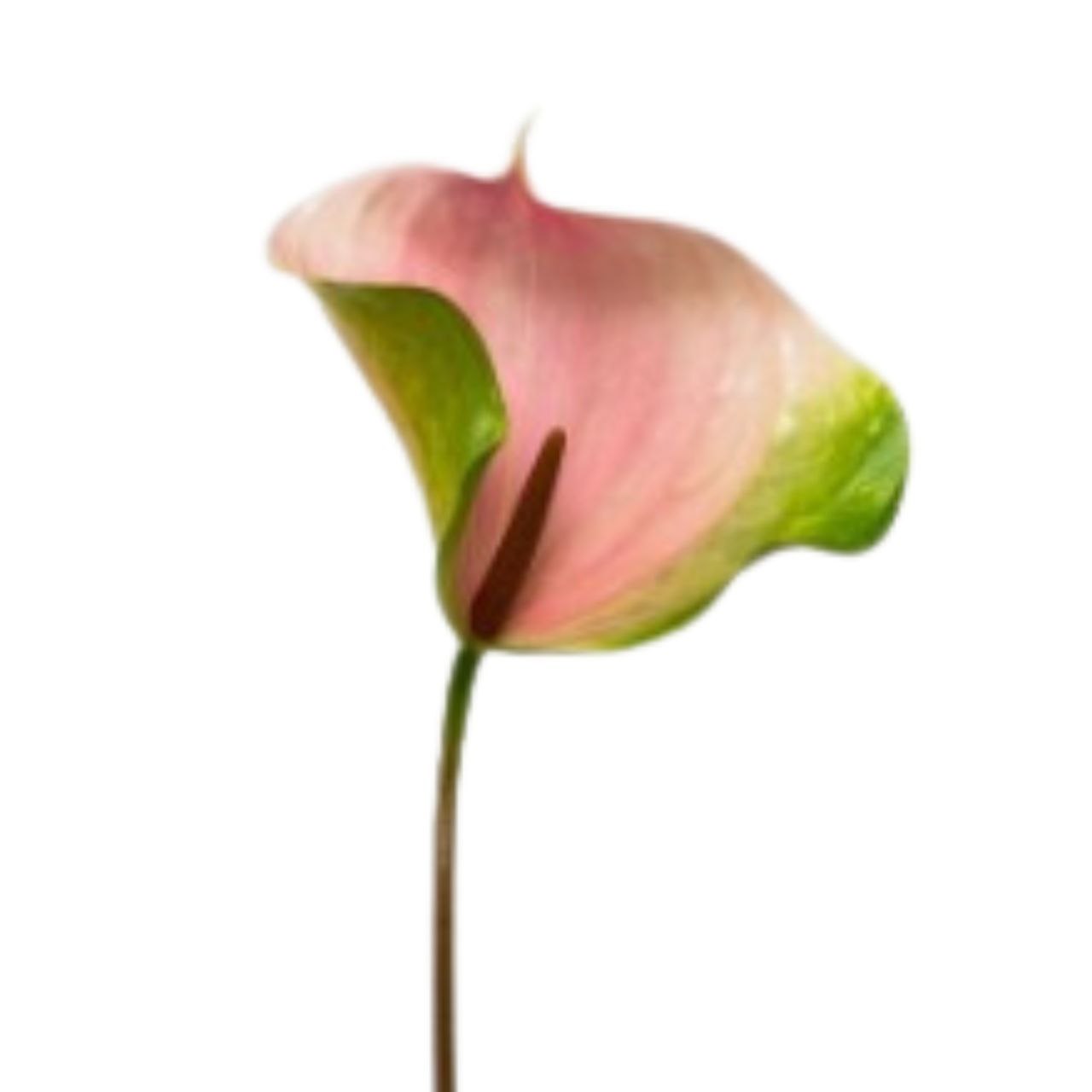 Anthurium alero