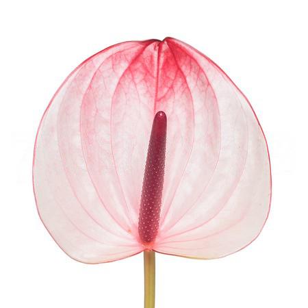 Anthurium maxima elegancia