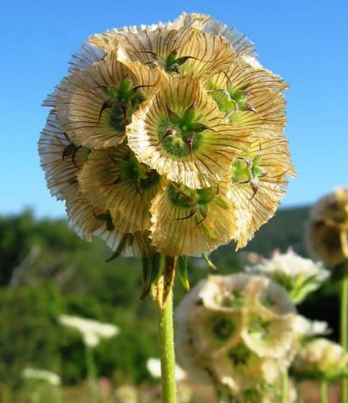 Scabiosa