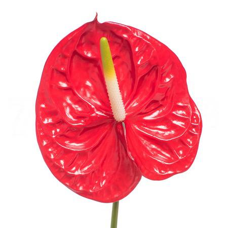 Anthurium eterno