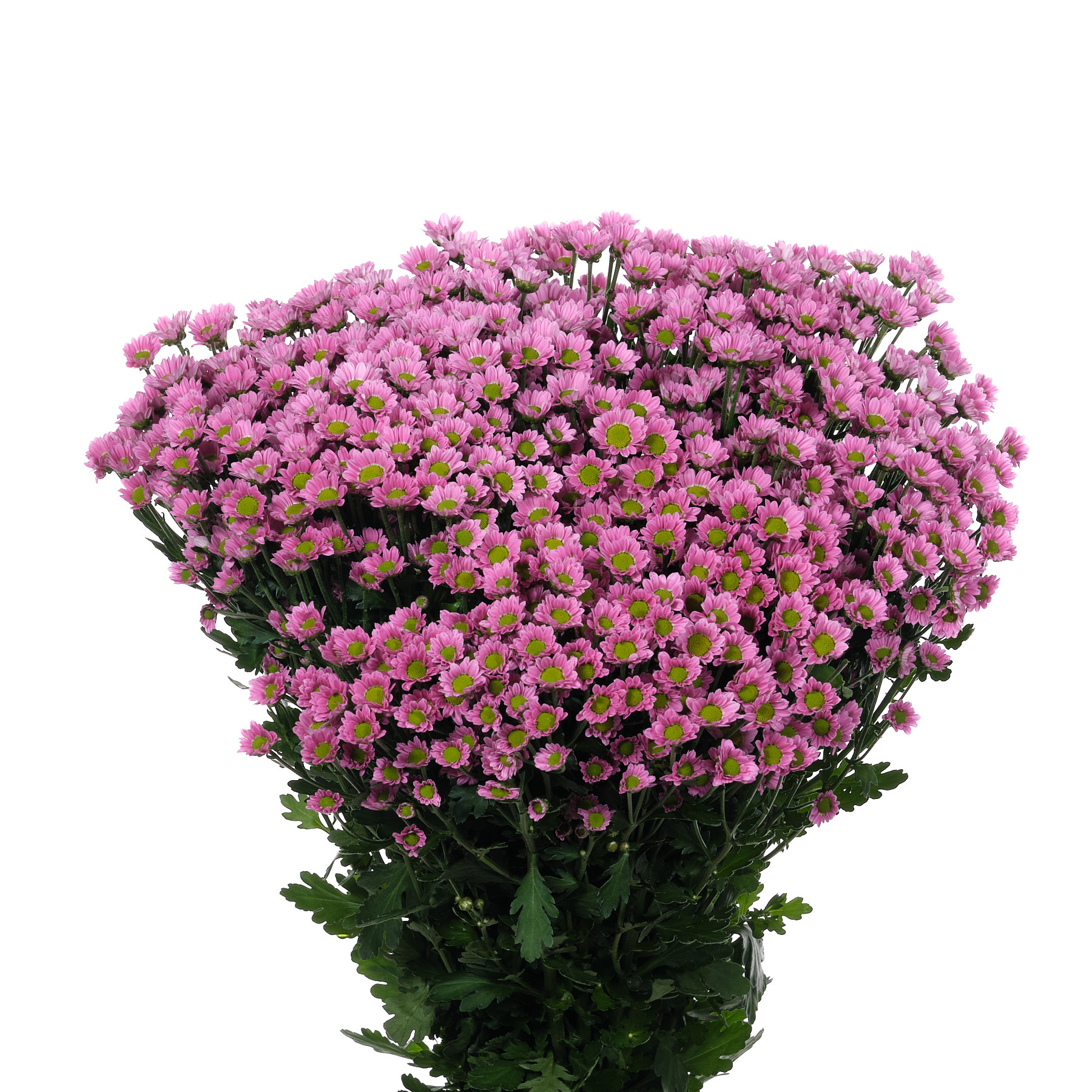 Chrysanthemum santini madiba tanga pink