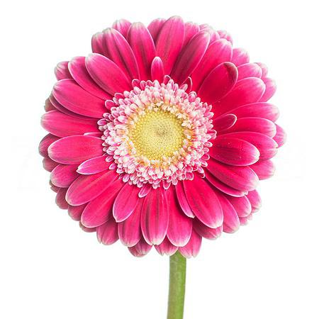 Gerbera Mini cassis