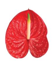 Anthurium xl tropical