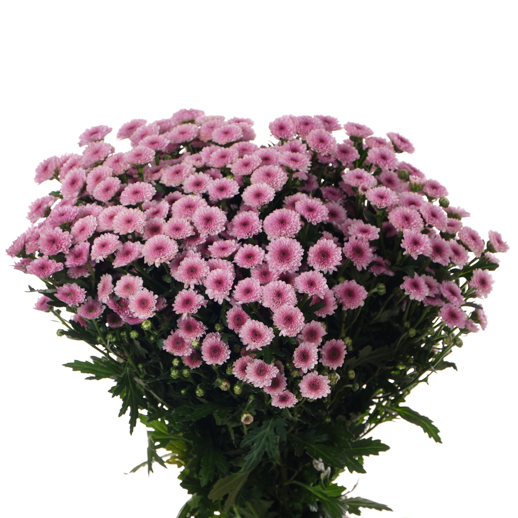 Chrysanthemum santini calimero pink