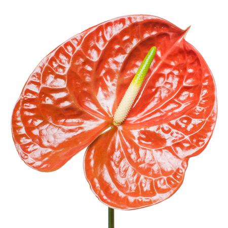 Anthurium terrasol