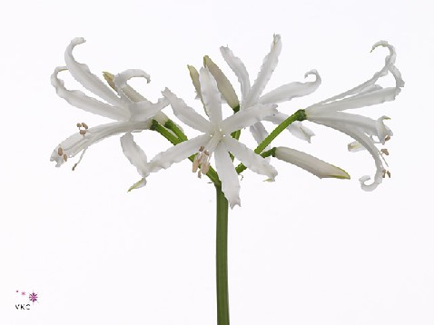 Nerine bianca-linja