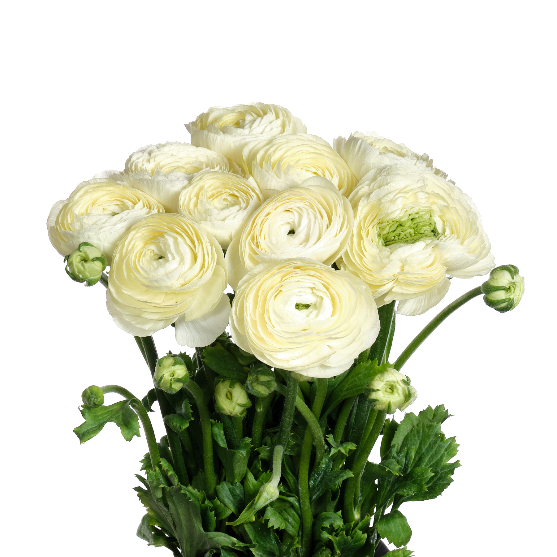 Ranunculus clooney comedy