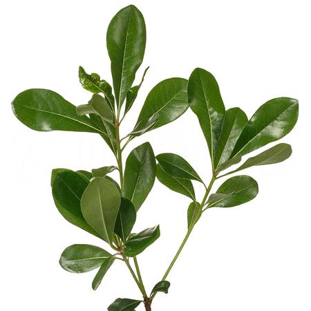 Blad Pittosporum tobira