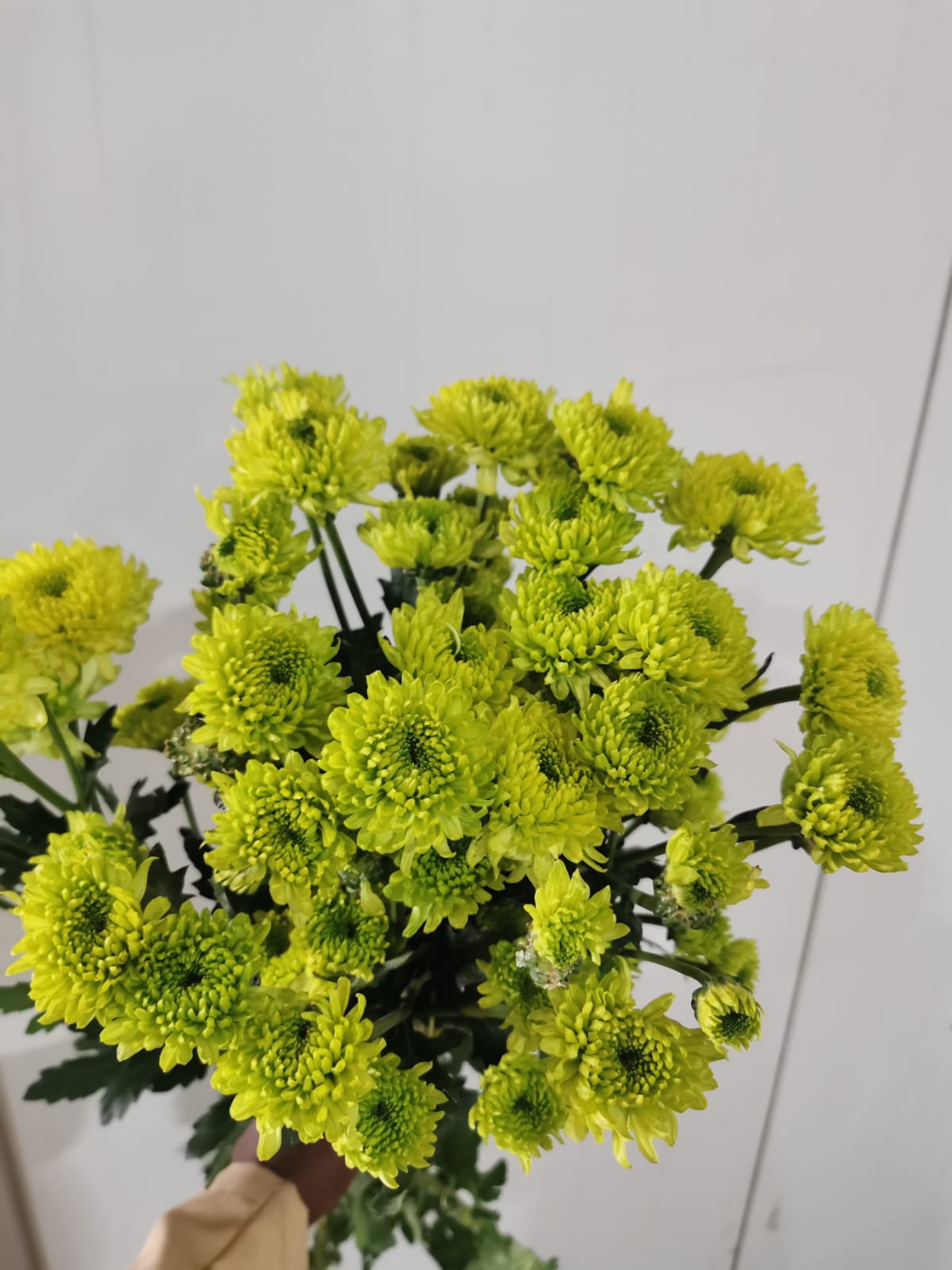 Chrysanthemum tinker bell