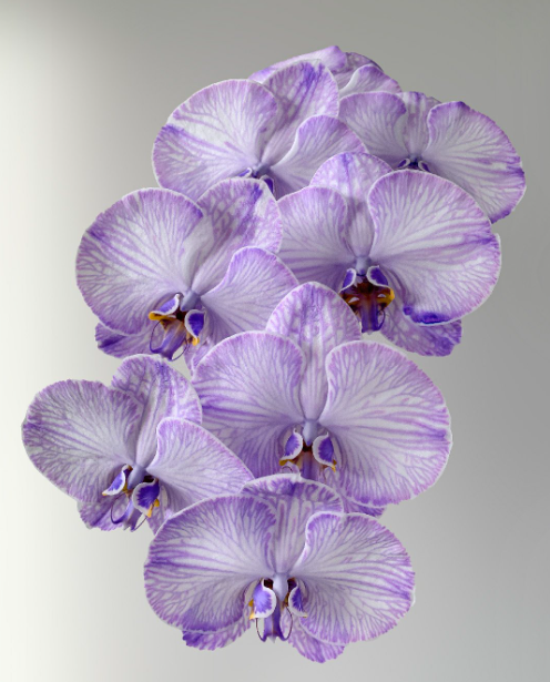 Phalaenopsis dyed lavender