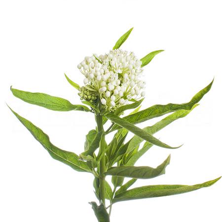 Asclepias incarnata white