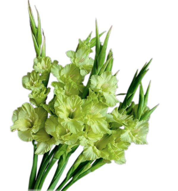 Gladiolus green