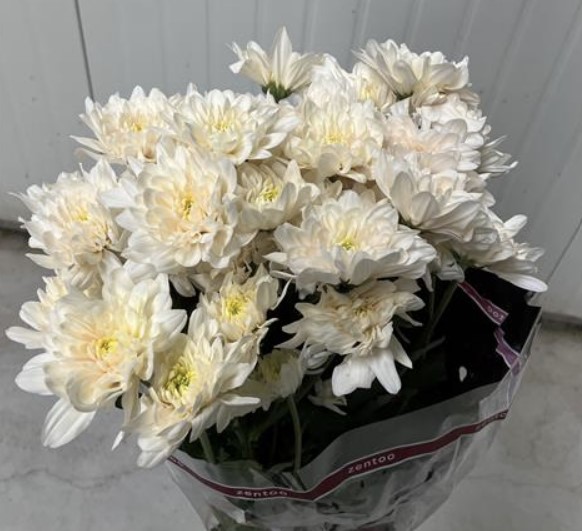 Chrysanthemum spray pastella light apricot