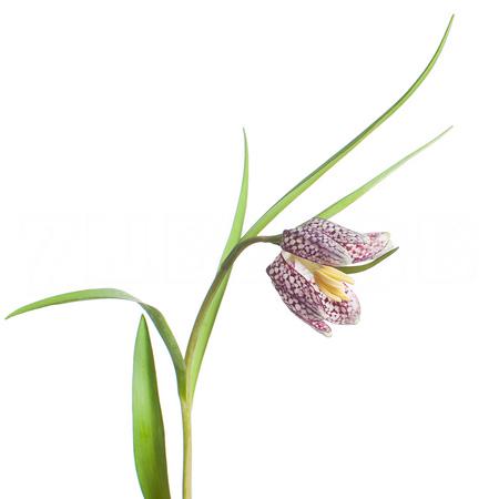 Fritillaria meleagris