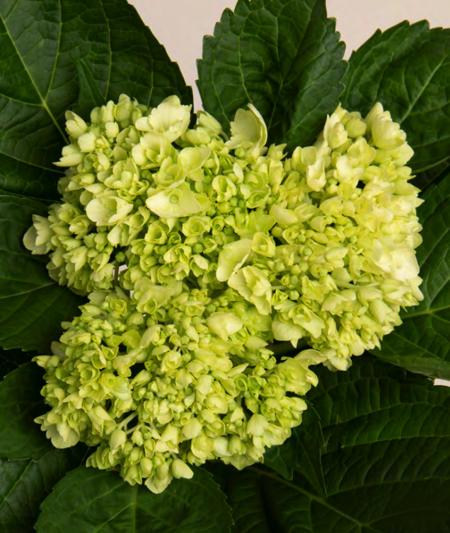 Hydrangea mini green