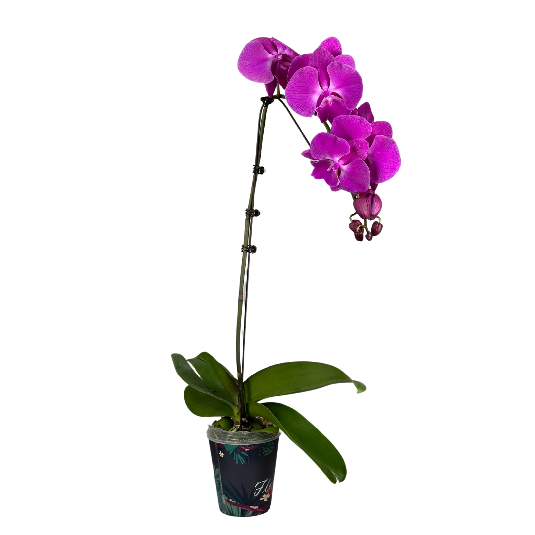 Phalaenopsis pot chili