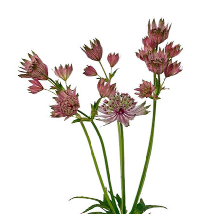 Astrantia star of africa