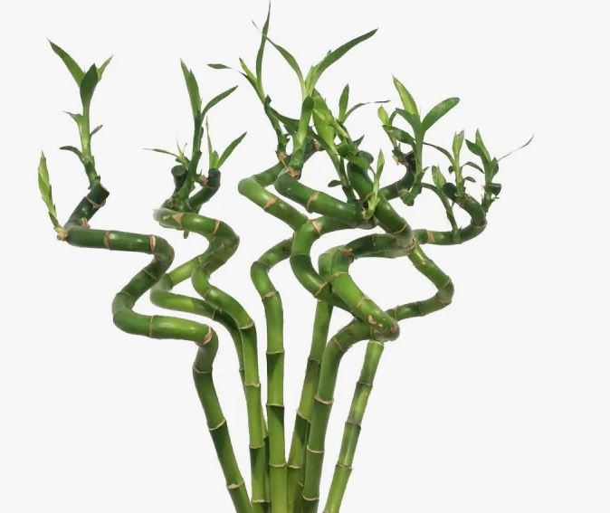 Dracaena green lucky bamboo