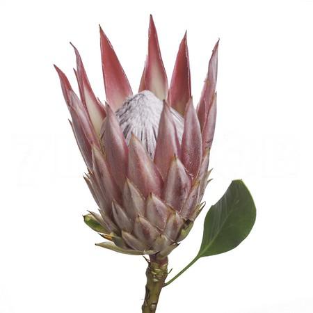 Protea claire