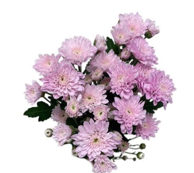 Chrysanthemum santini kaming pink