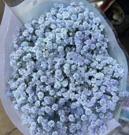 Gypsophila blue purple