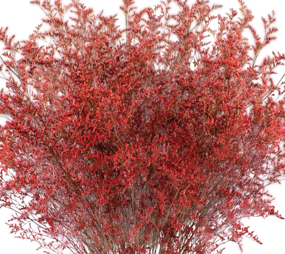 Limonium red