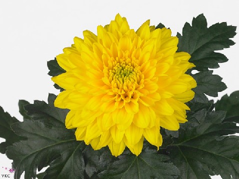 Chrysanthemum single golden kent 