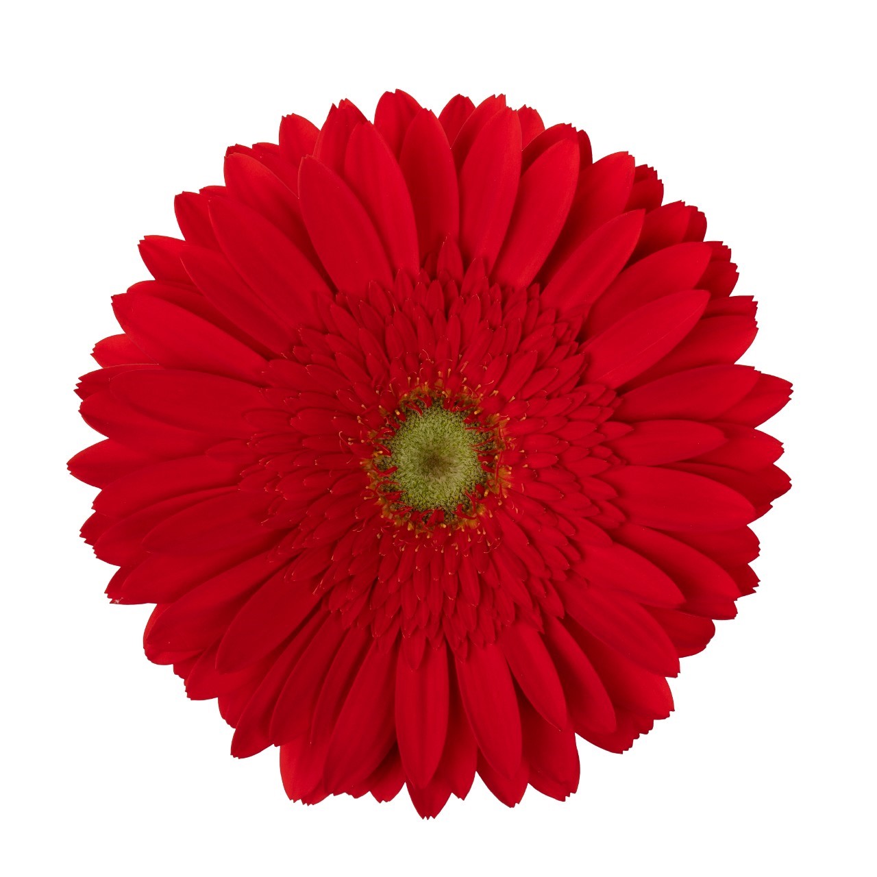 Gerbera red