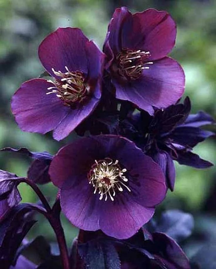 Helleborus metallic blue lady