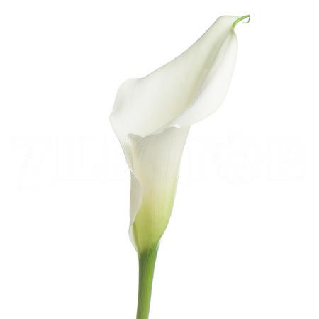 Zantedeschia crystal clear