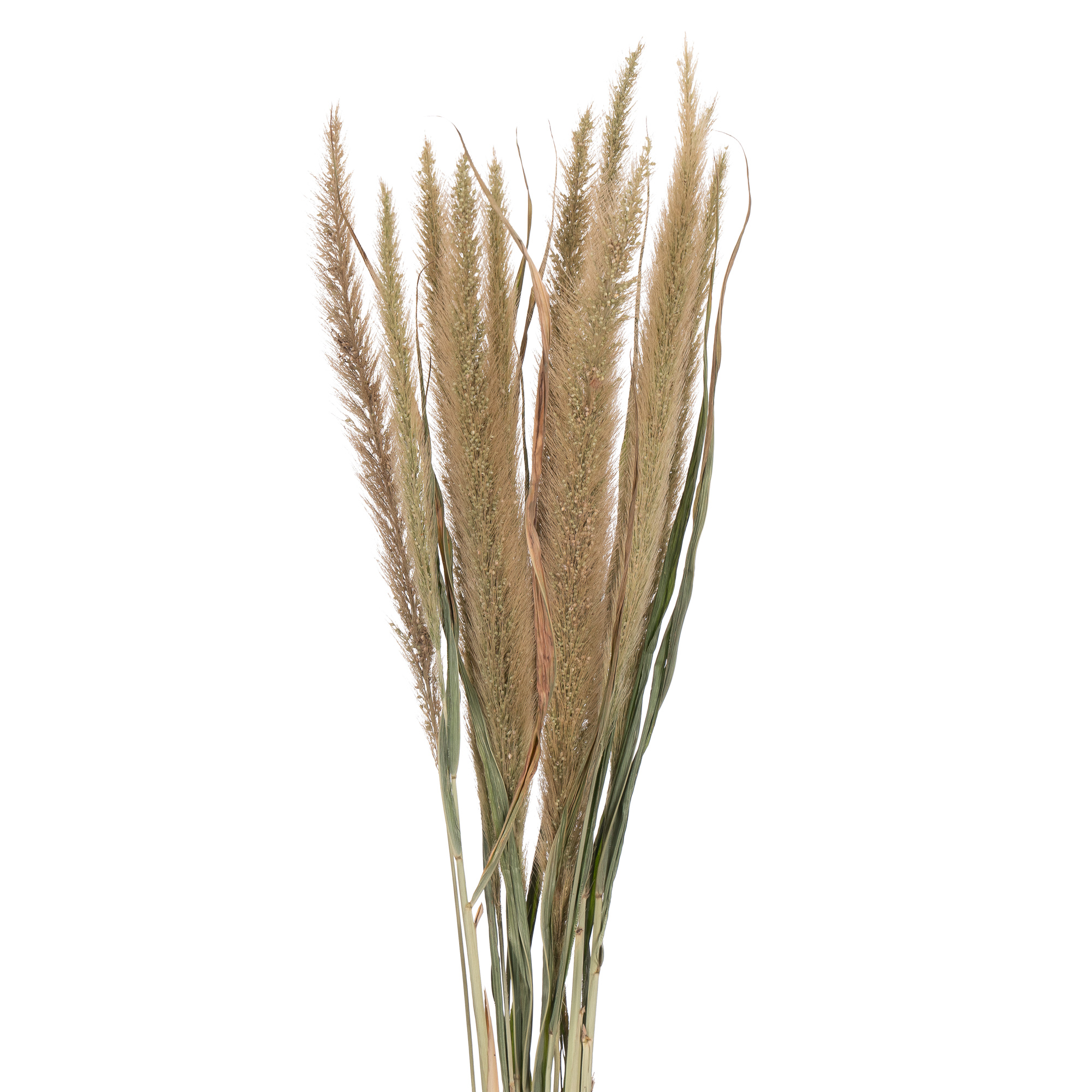 Pennisetum