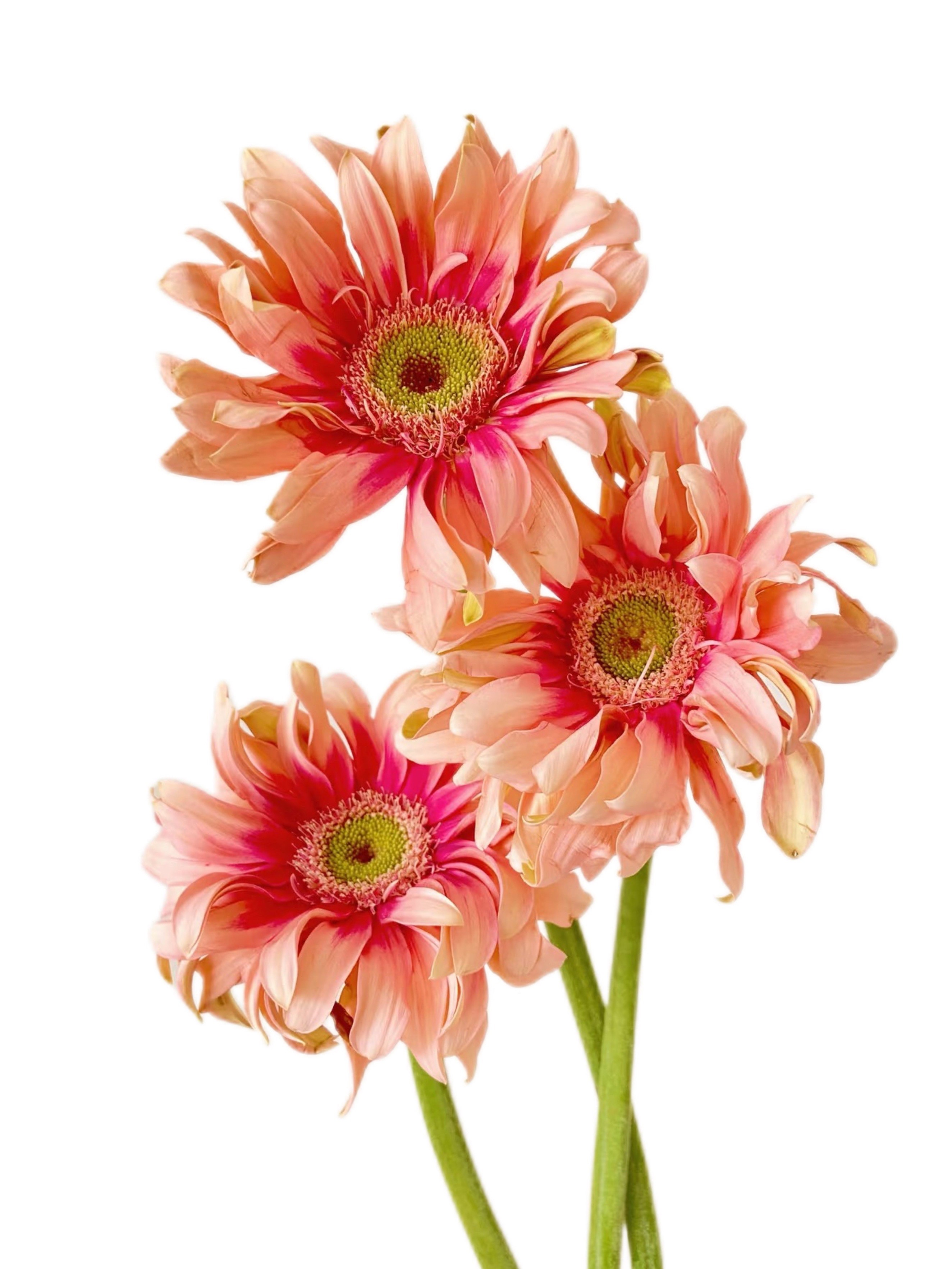 Gerbera pink curled