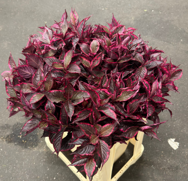 Weigela red