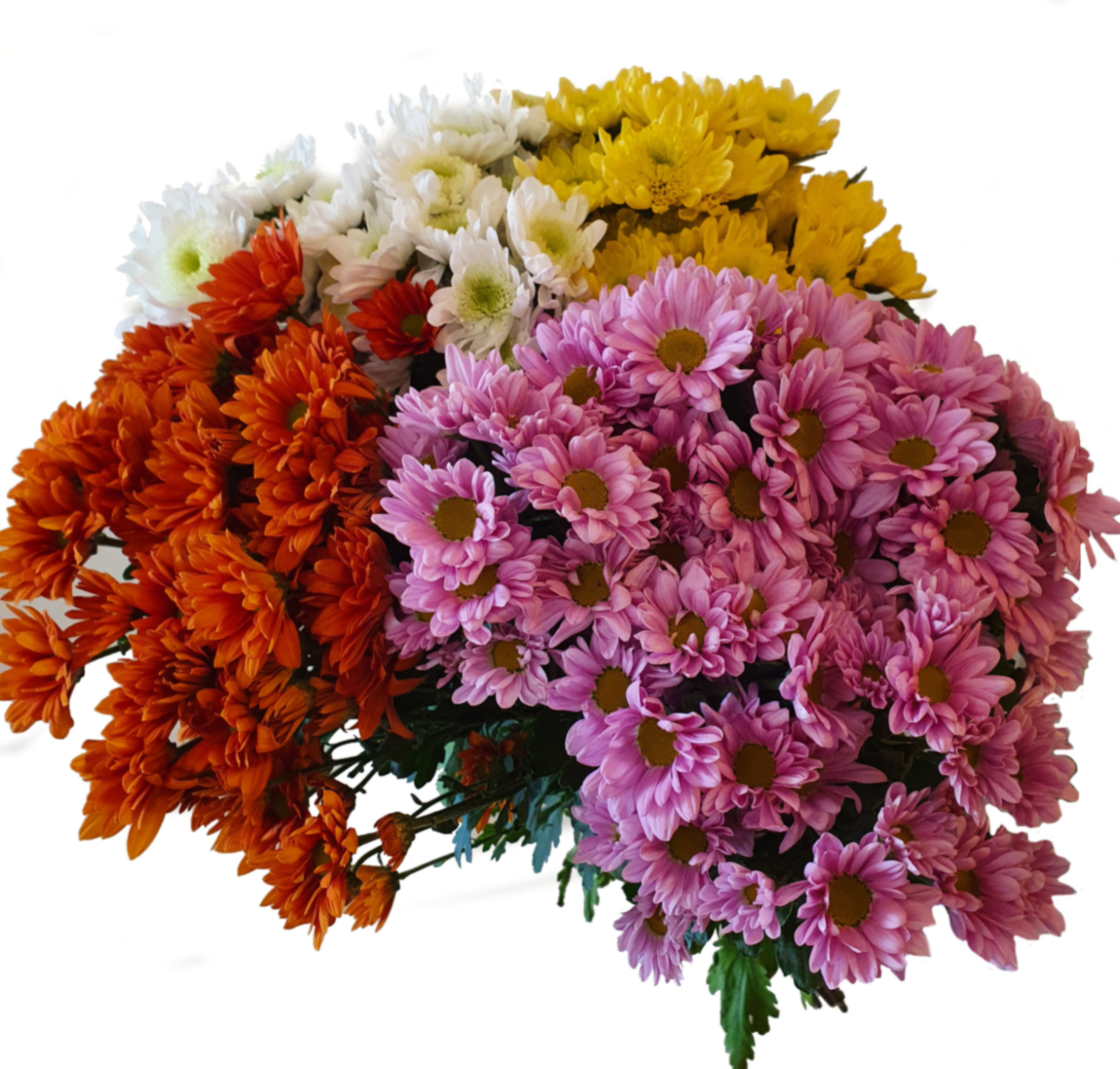 Chrysanthemum spray mix