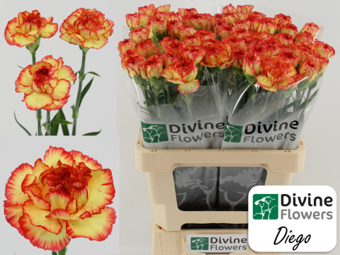 Carnation single diego