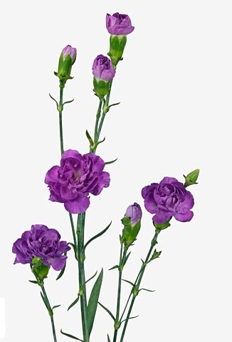 Carnation Spray moonberry