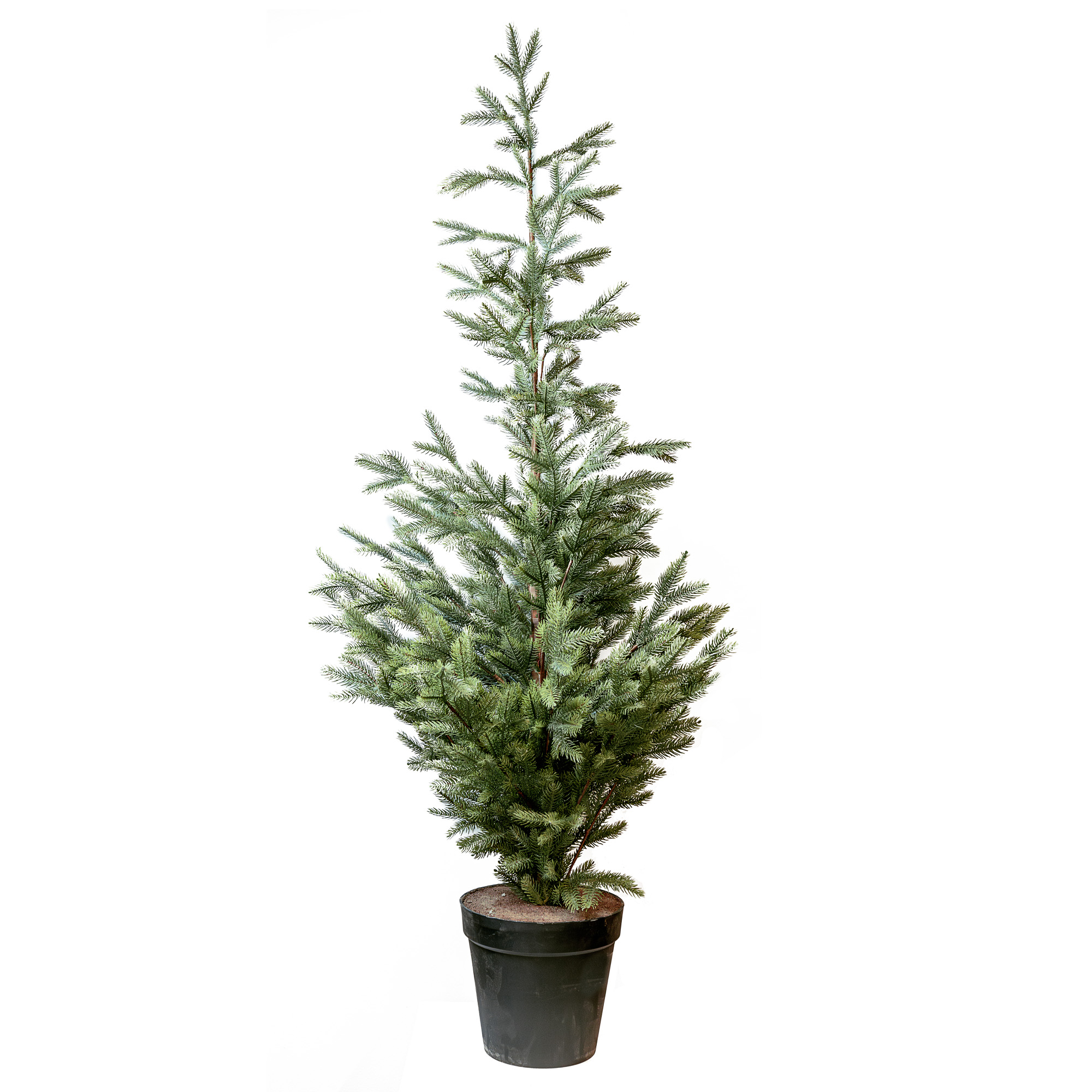 Christmas Tree with pot