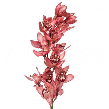 Cymbidium alexandra beauty browny