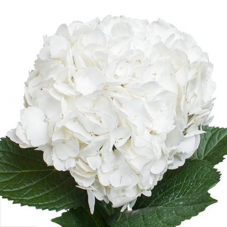 Hydrangea jumbo white