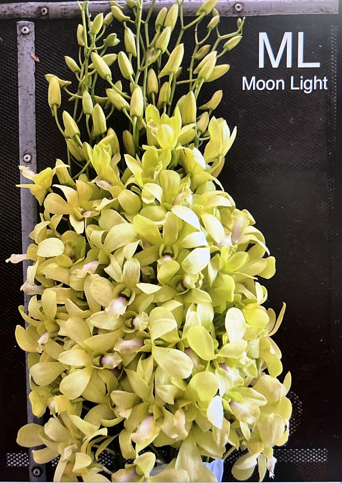 Dendrobium moonlight