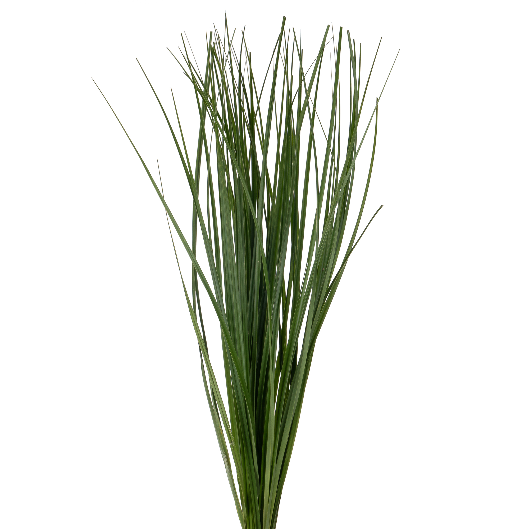 Blad Beargrass