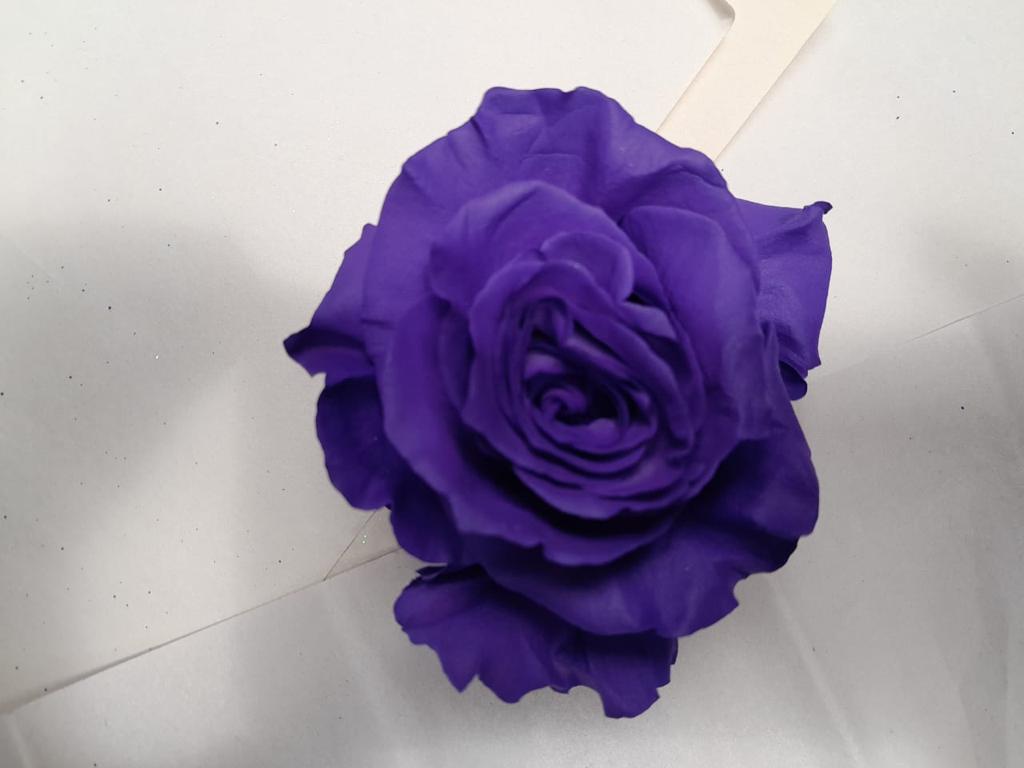 Rose tinted violet
