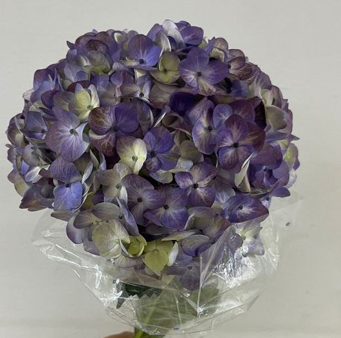 Hydrangea jumbo raspberry antique